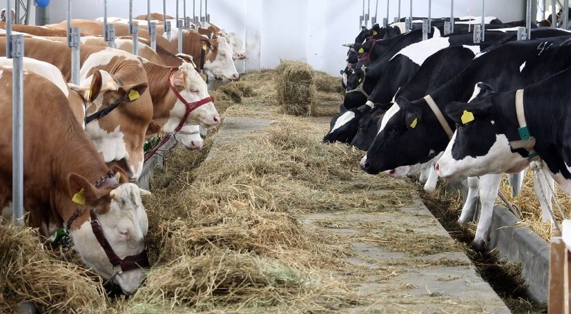 Crema News - Schiacciato da una mucca