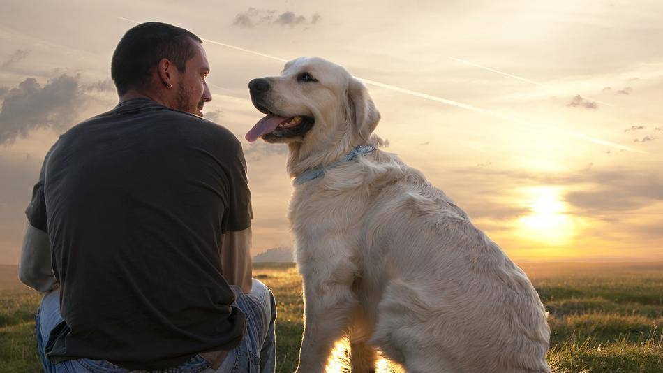 Crema News - Coronavirus, passeggiate con il cane