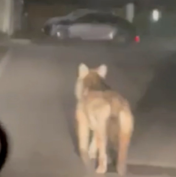 Crema News - Lupo o cane?