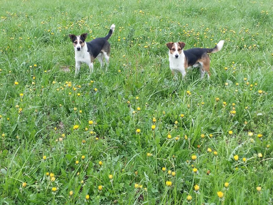 Crema News - Lola aspetta il suo padrone