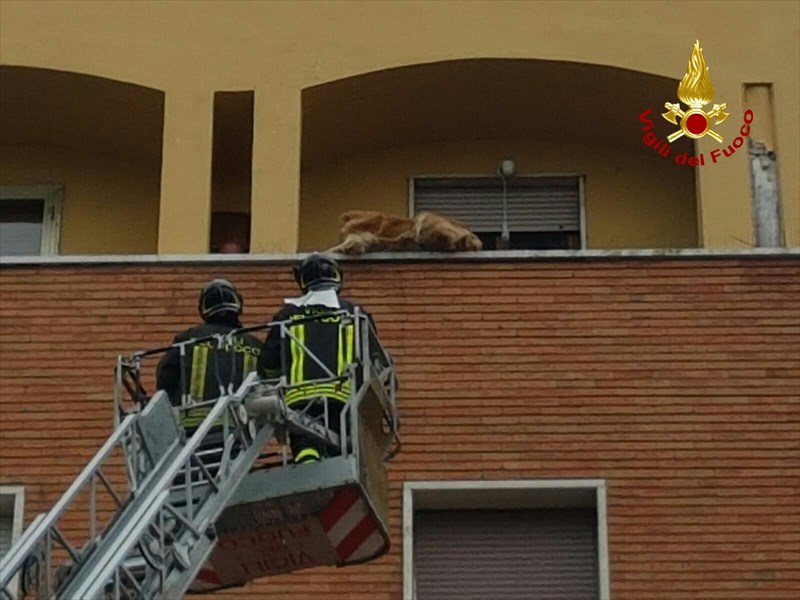 Crema News - Trovato impiccato