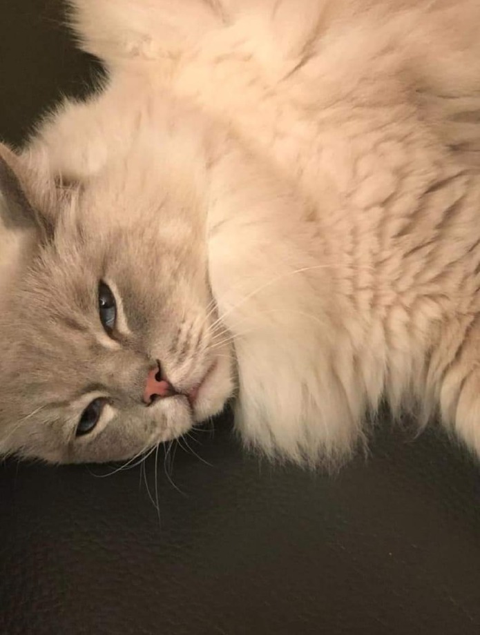 Crema News - Perso gatto