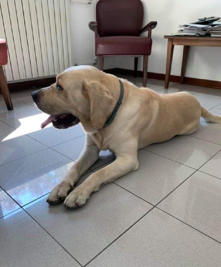 Crema News - Cane in caserma