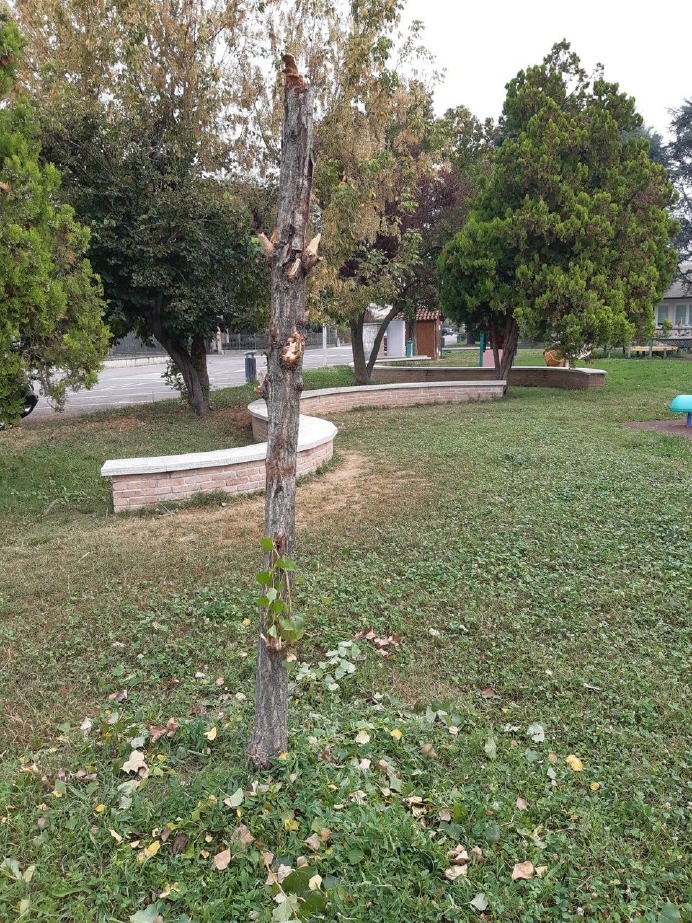 Crema News - Vandali al parco