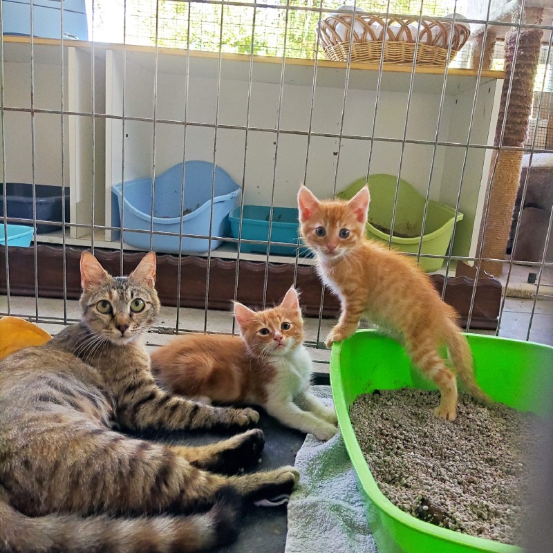 Crema News - Per Natale fai felice un gattino
