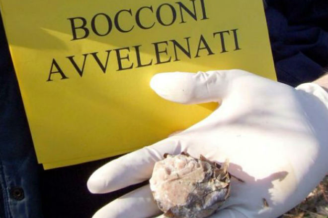 Crema News - Bocconi avvelenati