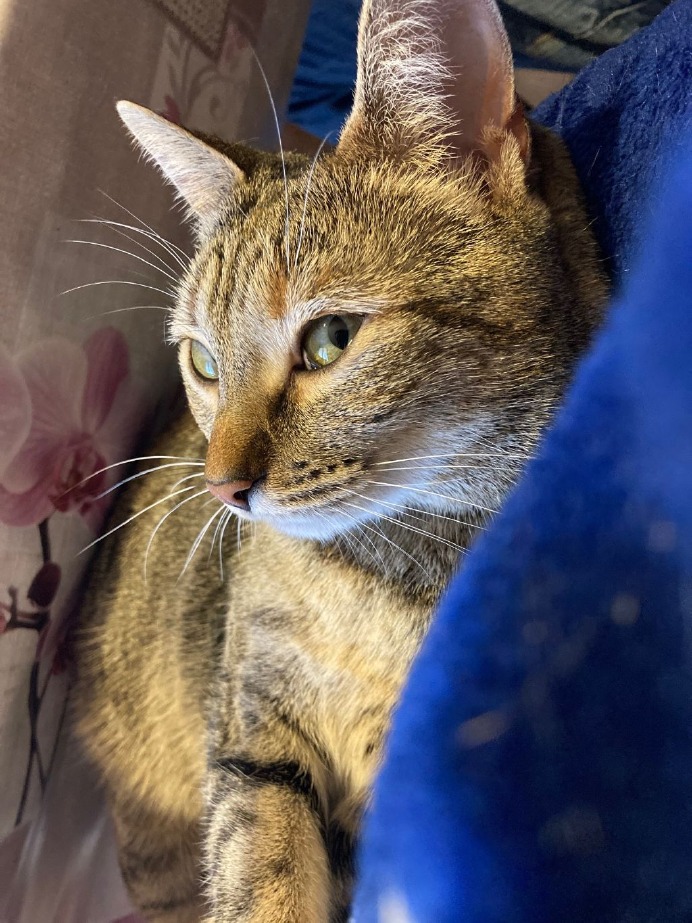 Crema News - Giornata del gatto