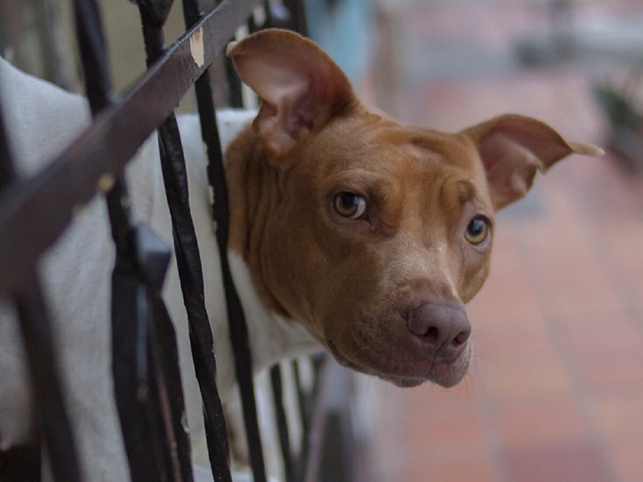 Crema News - Cane salvato dai pompieri