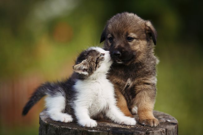 Crema News - Stop ai maltrattamenti degli animali