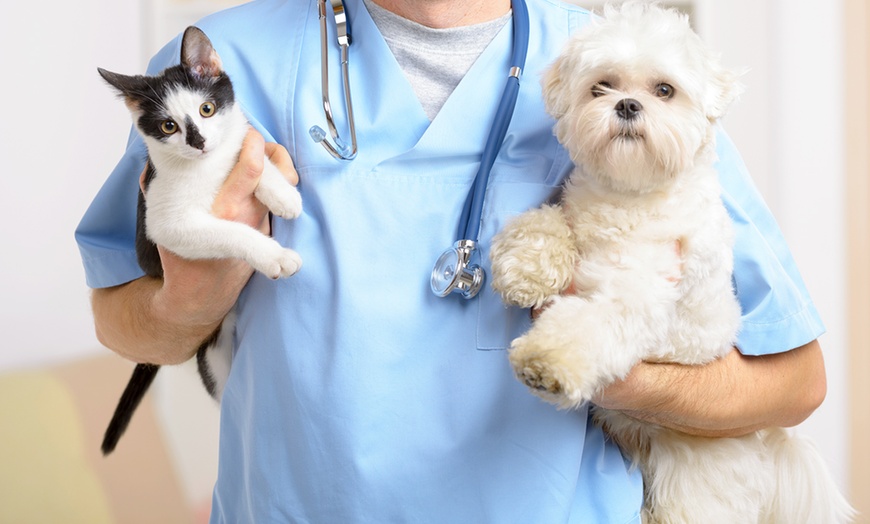 Crema News - Visite veterinarie gratuite