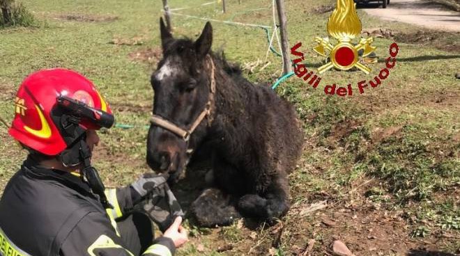 Crema News - Calesse e cavallo nel fosso
