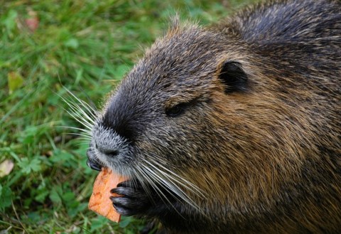 Crema News - Le nutrie, un problema