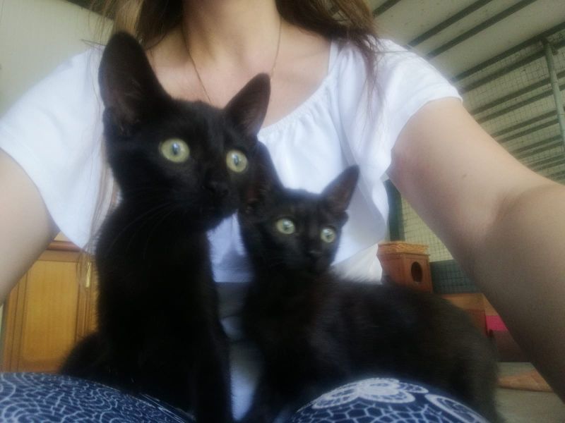 Crema News - Oasi felina chiusa