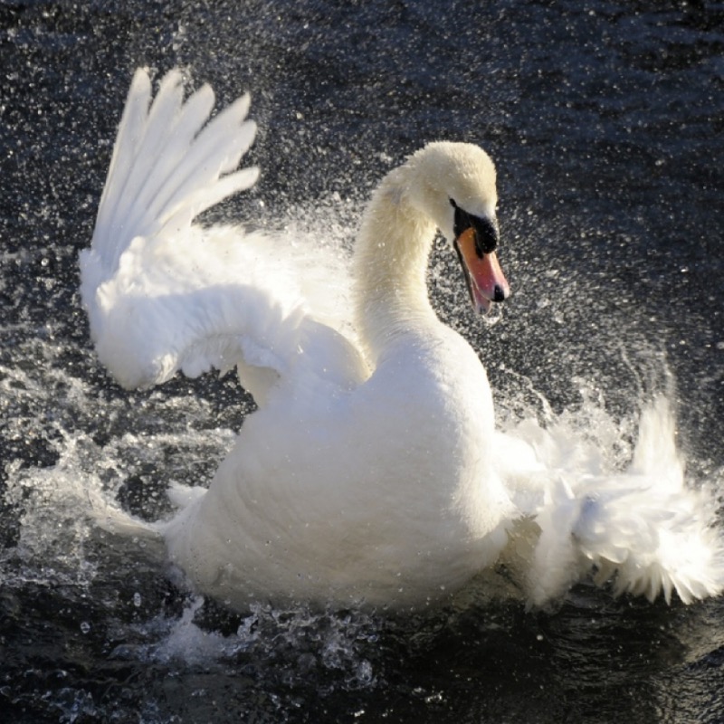 Crema News - Pompieri salvano un cigno