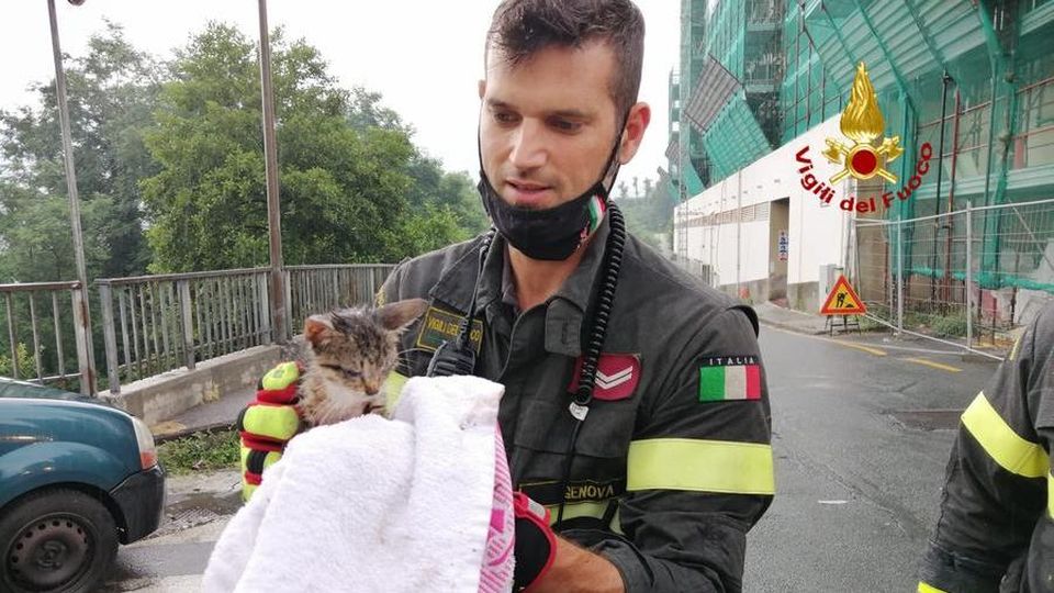 Crema News - Cane e gatto salvati dai vigili del fuoco