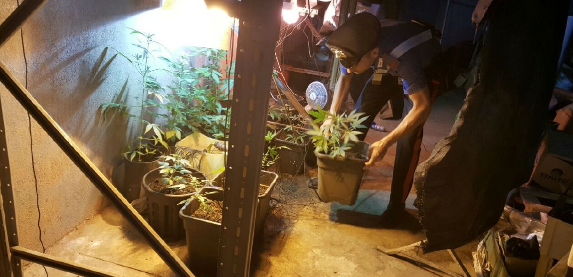 Crema News - Cannabis, una nuova legge