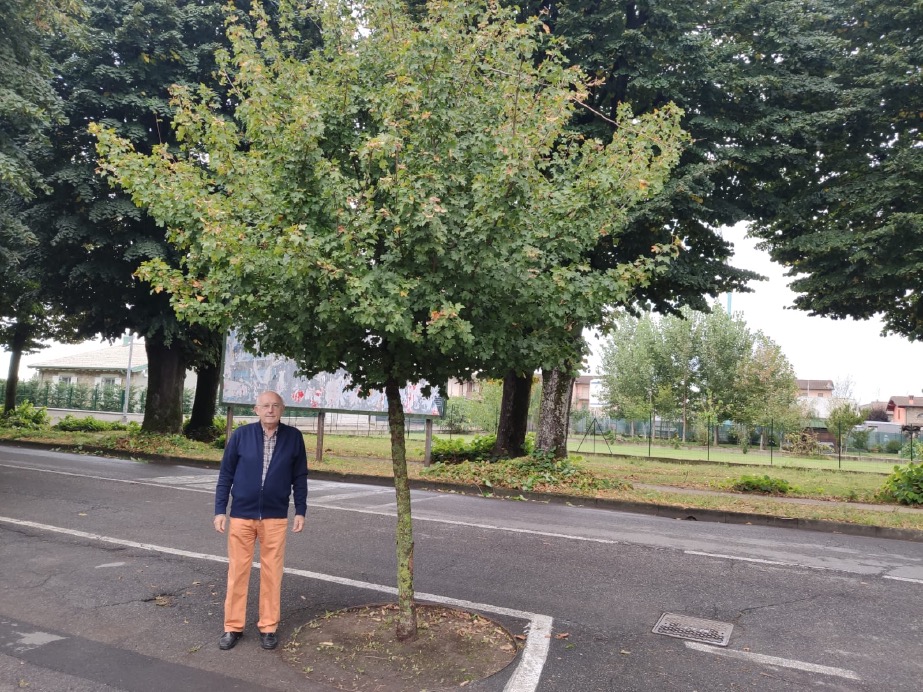 Crema News - Alberi sbagliati