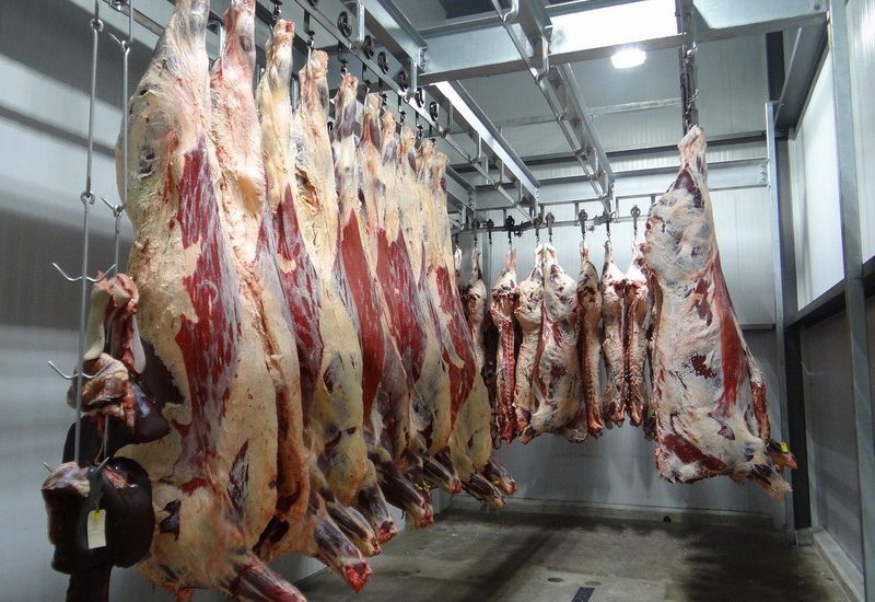 Crema News - Intercettazioni e denunce per i due veterinari