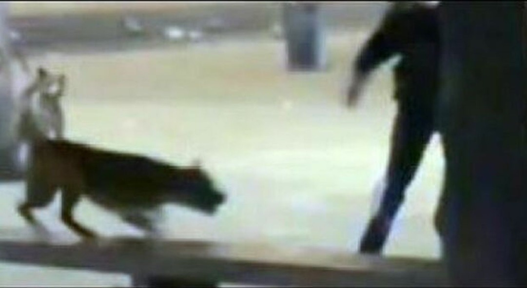 Crema News - Picchia il cane, denunciato