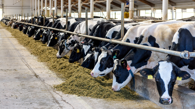 Crema News - Allevamenti e agricoltura sostenibili