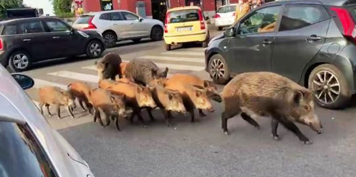Crema News - Aperta la caccia: in città