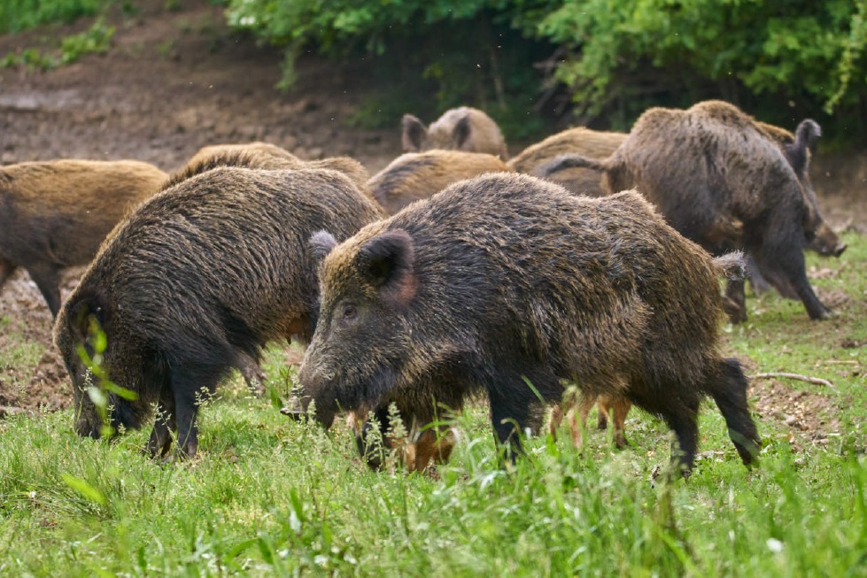 Crema News - Una taglia per nutrie e cinghiali