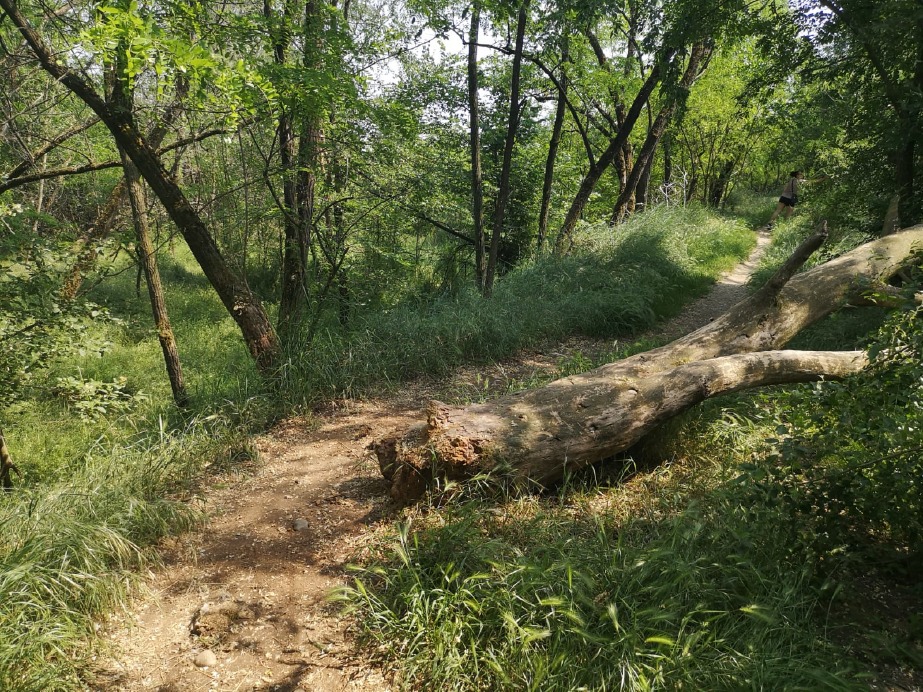 Crema News - Un albero sul percorso