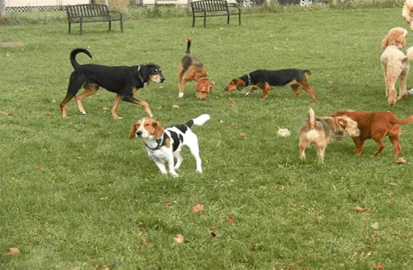 Crema News - Salta la recinzione aggredisce un altro cane