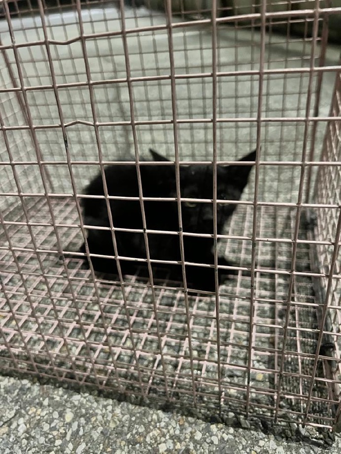 Crema News - Gattino nel camion