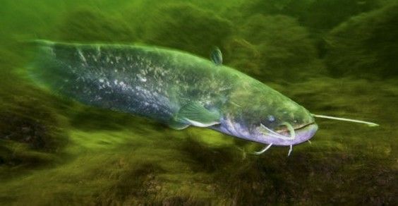 Crema News - Guerra al pesce siluro nell'Adda