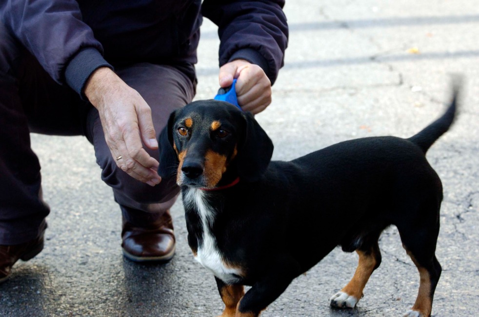 Crema News - Un giorno da cani
