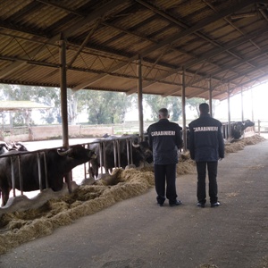 Crema News - Dal territorio - Infortunio incredibile