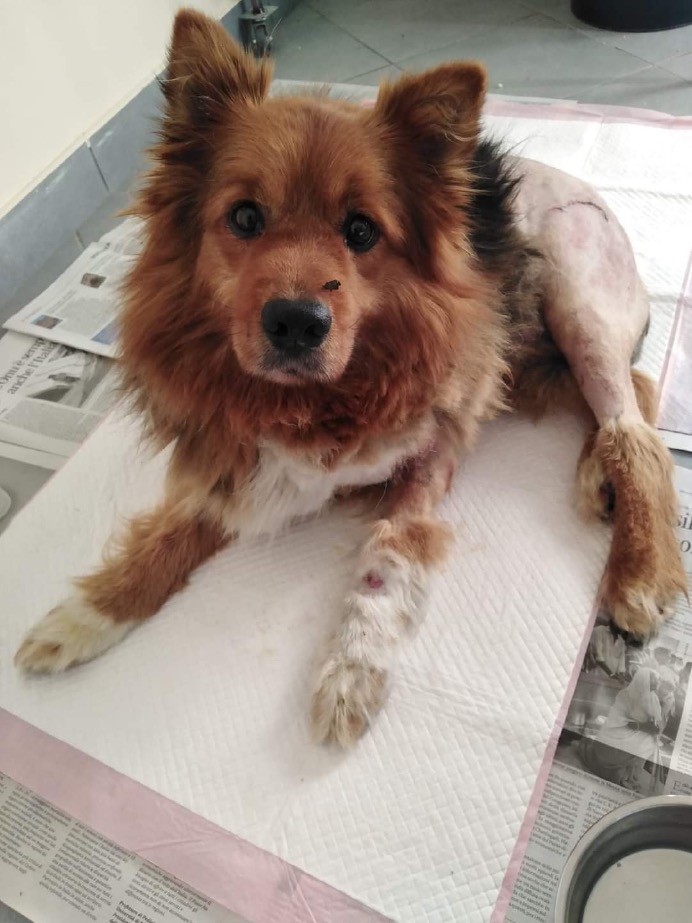 Crema News - Vaiano - Trovato un cagnolino