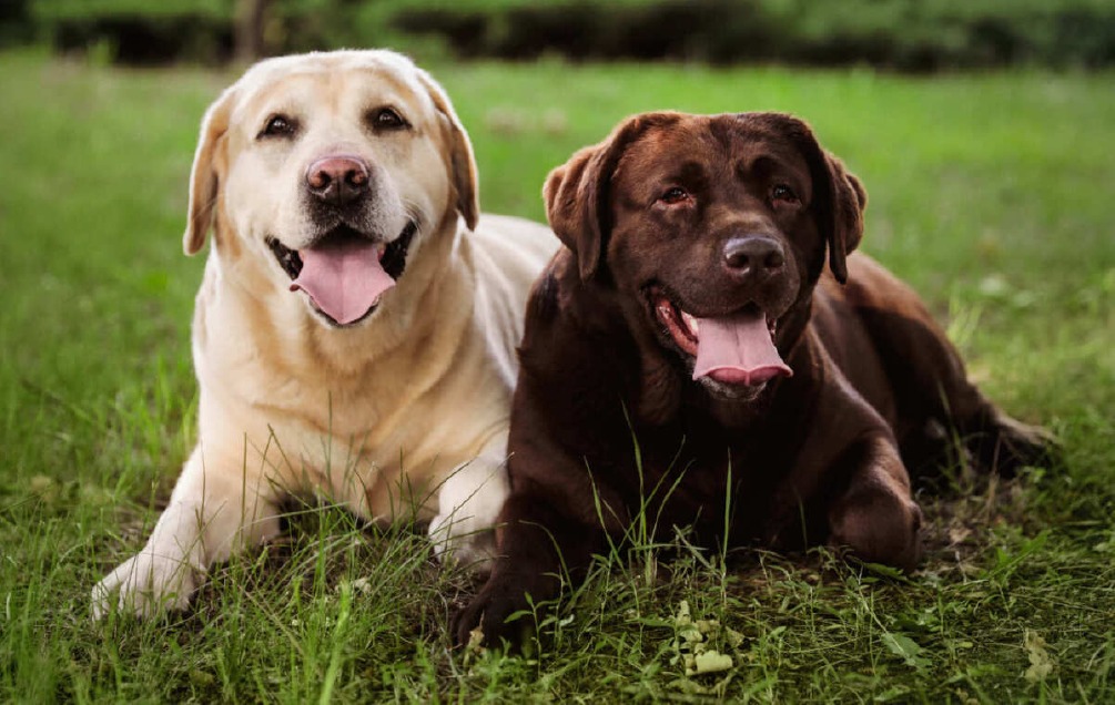 Crema News - Gradella - Cani ammazzati