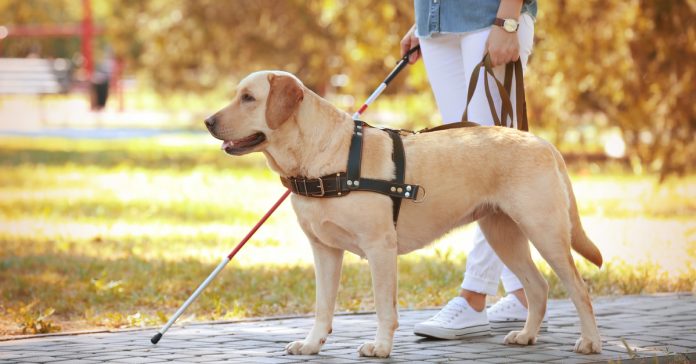 Crema News - Crema - Lions day con i cani guida