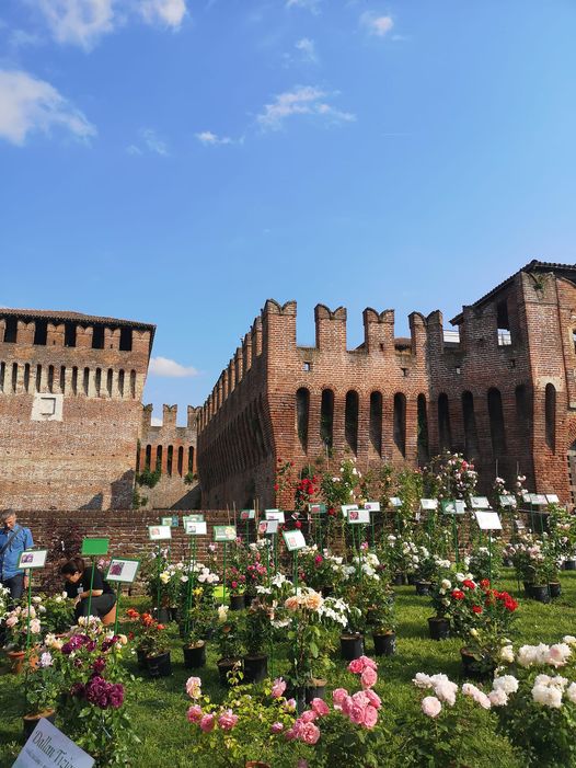 Crema News - Soncino - Fiori nel borgo