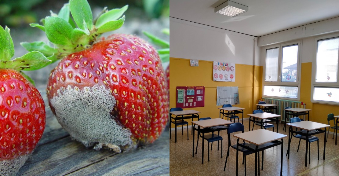 Crema News - Offanengo - Fragole ammuffite