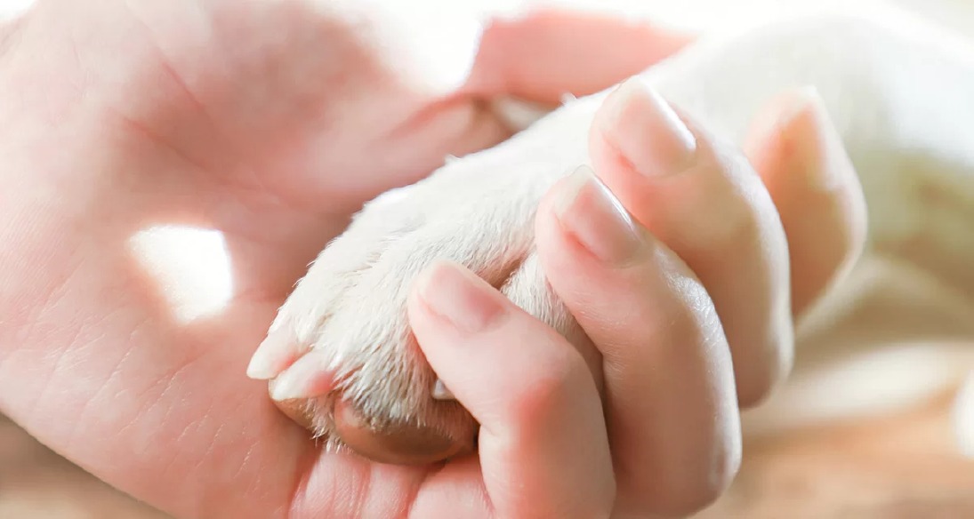 Crema News - Spino d’Adda - Cane muore, sommossa