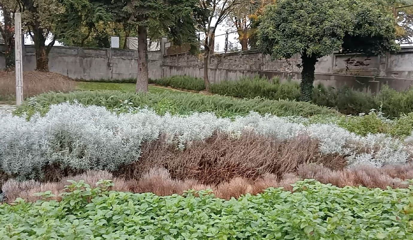 Crema News - Crema - Tu metti il sacchetto...