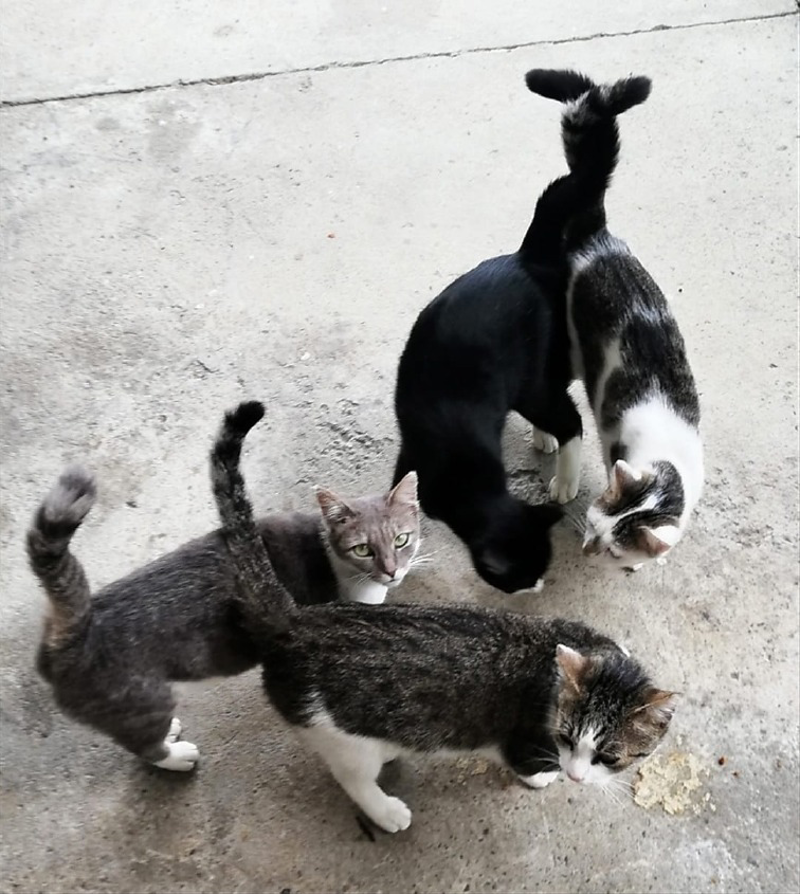 Castelleone - Aiuto per le colonie feline