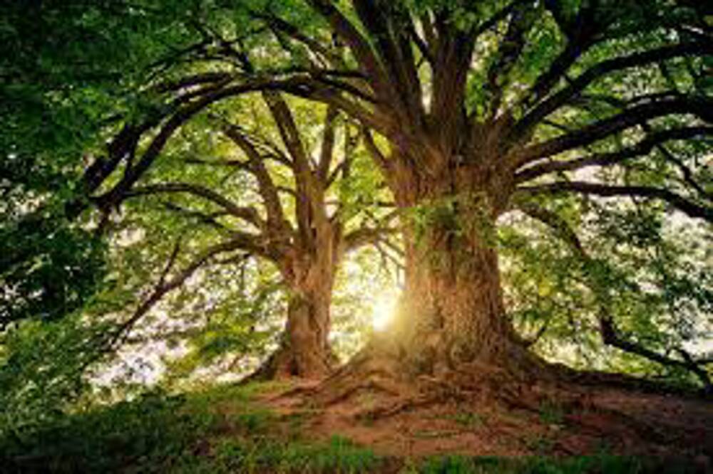 Crema News Crema Alberi Monumentali Crema News Crema Alberi Monumentali