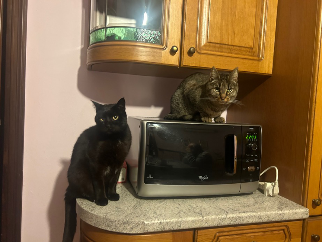 Crema - Il gatto nero