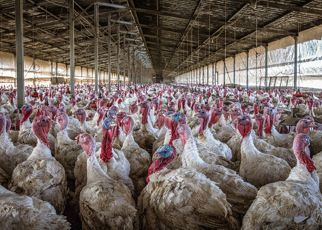 Casale Cremasco - Aviaria, abbattuti 60mila tacchini