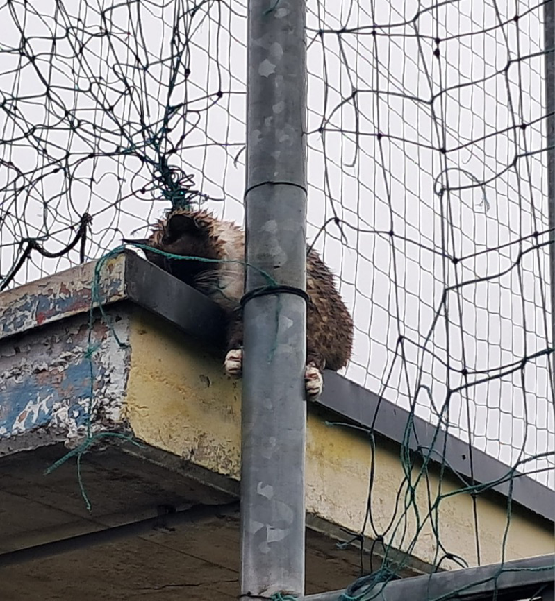 Agnadello - Gatto salvato