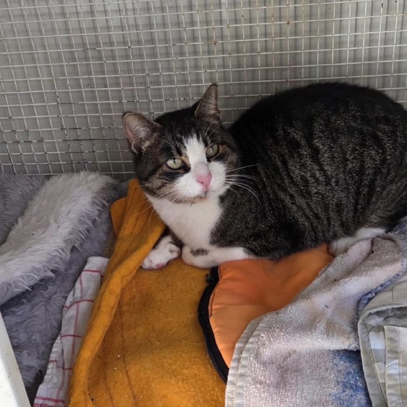 Madignano - Il gatto sul tetto