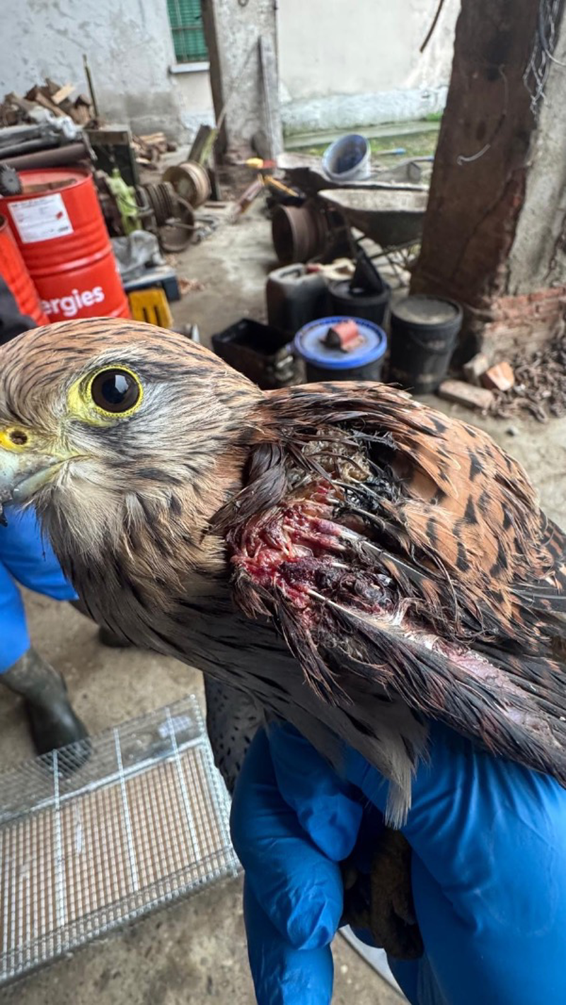 Crema - Sparano a un gheppio