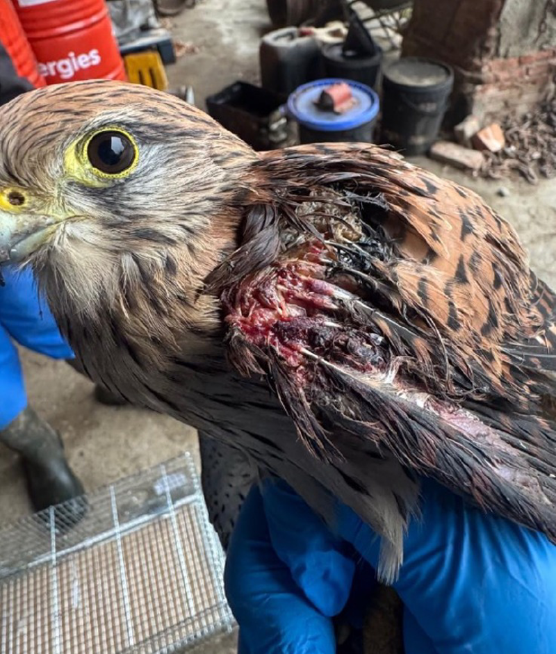 Crema - Sparano a un gheppio