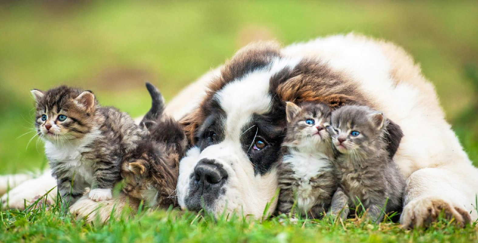 Crema - Quando se ne vanno...