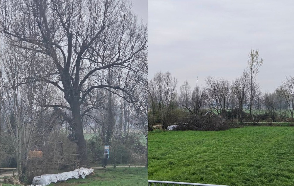 Crema News - Capralba - Addio all'albero storico
