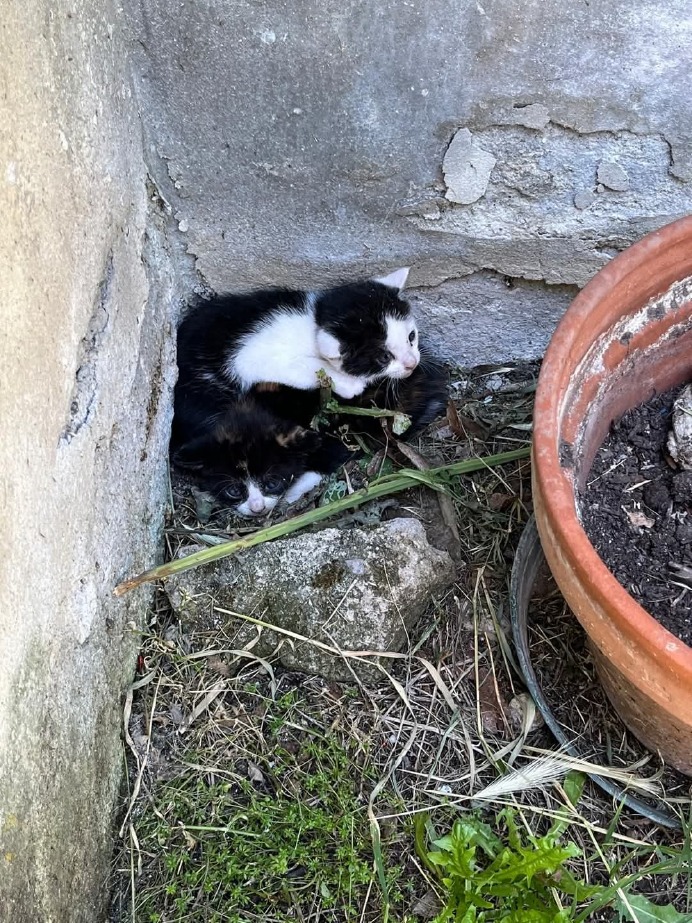 Crema News - Pandino - Sos cucciolata